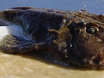 В Калининградской области пограничники задержали браконьера с морским чертом и осетриной