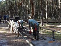 На Куршской косе началась реконструкция «Танцующего леса»