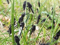 Куршскую косу заполоняют хищные мухи