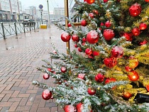 В Калининграде назвали срок начала продажи ёлок к Новому году