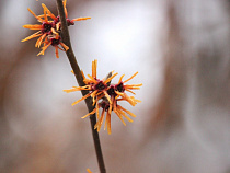 Весна идёт: что зацвело в Ботаническом саду БФУ им. И. Канта