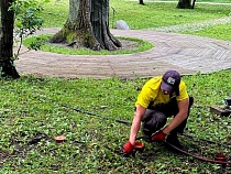В Калининградской области лечат 150-летнего исполина