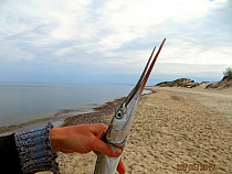 На Балтике начался нерест саргана