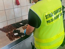 В Гжехотках поймали с янтарём двух россиян с ПМЖ Латвии и жену немца