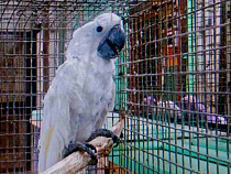 Калининградской самке подыскали московского попугая