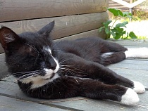 Из Калининградской области собак с кошками вывозят за границу сотнями