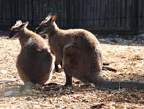 Собаки загрызли двух кенгуру в зоопарке Калининграда