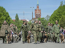 Маршрут «Лохматого полка» в Калининграде на День Победы