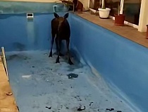 В Калининграде громадный зверь ворвался в бассейн хозяев особняка