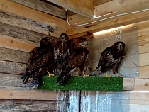 На Куршской косе выпустят на волю спасенных в снегопады канюков