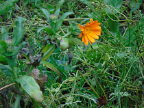 В Славске расцвели одуванчики (фото)