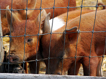 «Зелёный фронт»: свинина с АЧС попала в сеть SPAR