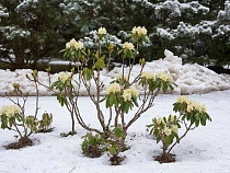 Калининград цепенеет от зеленеющего сквозь мороз чуда