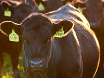 В 2016 году «Калининградская мясная компания» планирует увеличить площадь обрабатываемых сельхозугодий более чем на 9 тысяч га