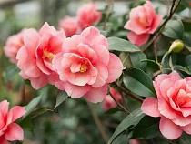 В Калининграде в рекордный мороз поднимает голову живая аномалия