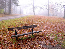 К концу недели в Калининградской области похолодает до +6 градусов