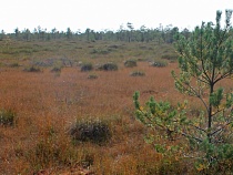 Пошёл за грибами и заблудился: калининградцы стали чаще теряться в лесу