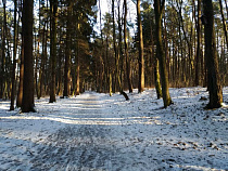 В Общественной палате региона обсудят создание лесопаркового пояса в Калининграде