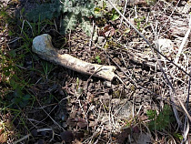 В районе ТЭЦ-2 в Калининграде раскопали кости людей – соцсети