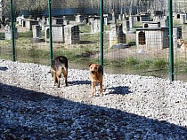 В Калининграде сотням собак и кошек сразу провели центральное отопление