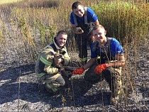 В Черняховском районе пожарные спасли из огня молодую косулю
