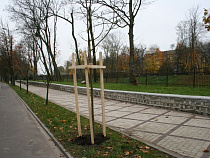 На Гвардейском проспекте высадили конские мясо-красные каштаны