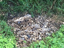 Под Светлым вывалили в кусты останки животных 