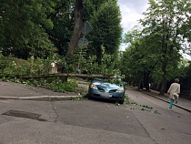 На Чайковского дерево рухнуло на автомобиль «Ниссан»