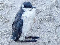 Похожее на пингвина существо загуляло на пляже в Пионерском