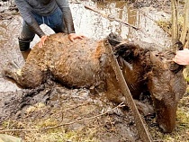 Под Калининградом поисковики превзошли Мюнхгаузена