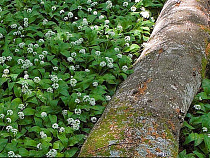 Австрийцы планируют новый завод по производству ДСП и МДФ в Калининградской области