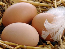 В Калининградской области рапортуют о росте производства яиц и курятины