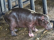 Калининградский зоопарк объявляет конкурс на лучшее имя для маленького бегемотика