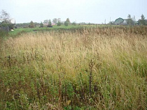 В Калининградской области за месяц ввели в оборот 540 га сельхозземель