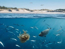 Балтику у Калининградской области захватывают агрессивные пришельцы