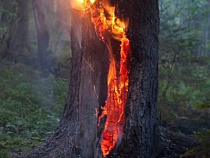 В Калининграде пожарные тушили дерево