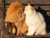 14 февраля в Зеленоградске показали идеально нежный поцелуй
