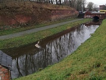 Массовая любовь под водой остановила экскаваторы в Калининграде