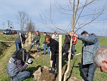В 2015 году муниципалитетам было выделено 55 миллионов рублей за срубленные деревья