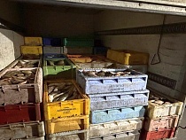 В Мысовке произошло страшное – нашли тонны рыбы без маркировки