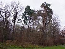 «Женщина задыхалась!»: Калининград шокирован газовой атакой на женщин