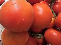 В Калининградскую область через границу протащили ползучую убийцу помидоров