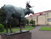 Жители Калининградской области начали гонять лосей 