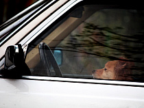 Суд забрал права у водителя с эпилепсией*