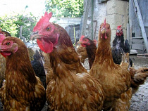 Антон Алиханов поручил выделить на поддержку фермеров  ещё 16 млн рублей