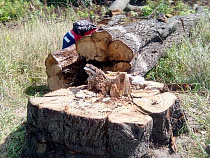 Под Калининградом активисты эвакуируют краснокнижных животных