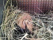 Из Польши в калининградский зоопарк приехал шаровидный броненосец