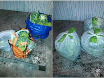 Жителя Калининградской области тормознули на границе с 2 центнерами овощей