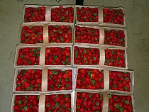 Калининградец уверял таможенников, что сам съест центнер польских ягод