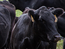 «Мираторг» впервые  проведет искусственное осеменение 4,5 тыс. телок на калининградских фермах